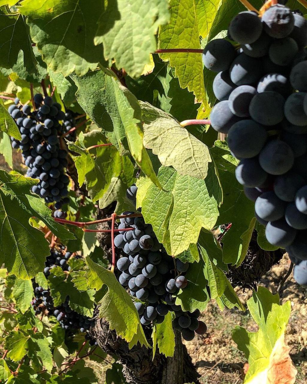 Podere Bellavista San Gimignano Dış mekan fotoğraf